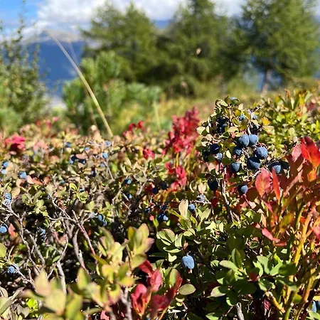 Cosy For 4 Near Lift, Melezes K22 * Veysonnaz